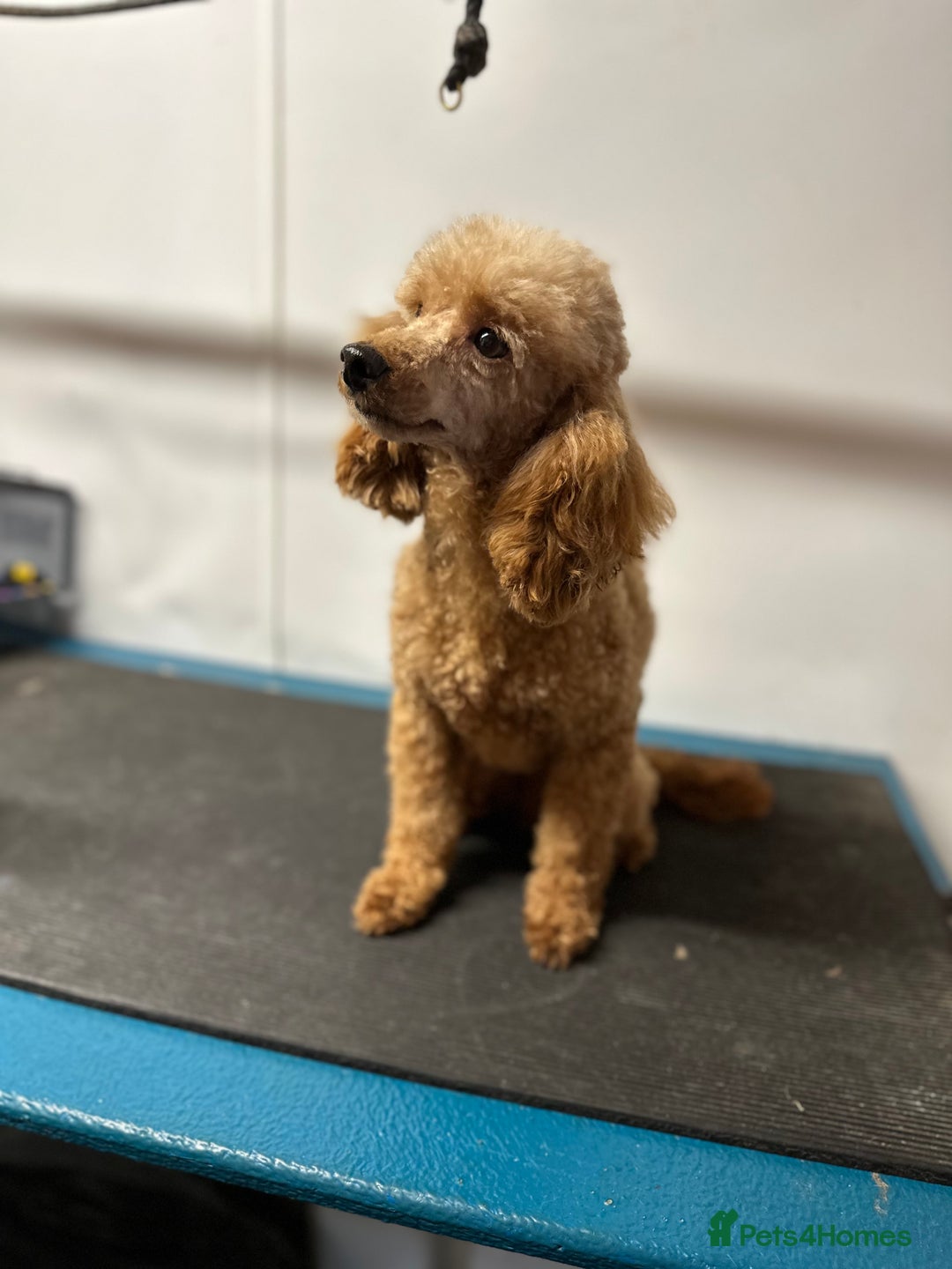 Maltipoo dogs for sale: Outstanding F1 Maltipoo Puppies - Image 30
