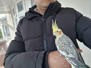 Cockatiels birds Super Hand Tamed cockatiel for sale - Advert 8