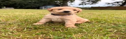 Labradoodle dogs for sale: Labradoodle puppies  in Banchory - Advert 2