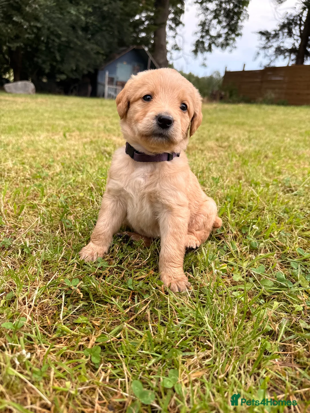 Labradoodle dogs for sale: Labradoodle puppies  in Banchory - Advert 2