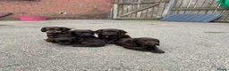 Cocker Spaniel dogs for sale: cocker spaniel pups  in Carlisle - Advert 6