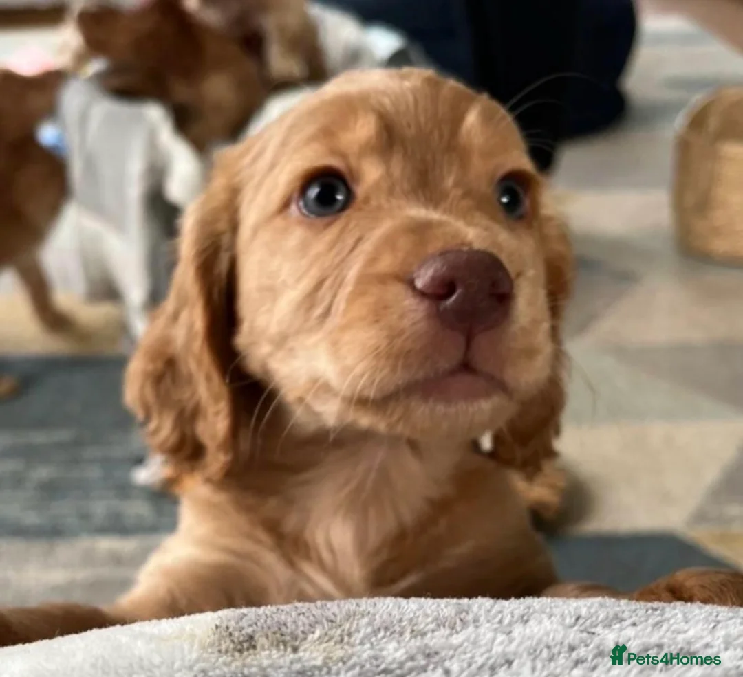 Cockapoo dogs for sale: 6 Cockapoo pups  - Advert 6