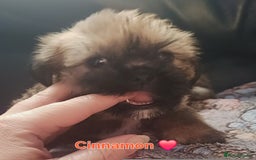 Shih Tzu dogs for sale: Beautiful trio colours Shihtzu puppies 1 left ❤️ - Image 2