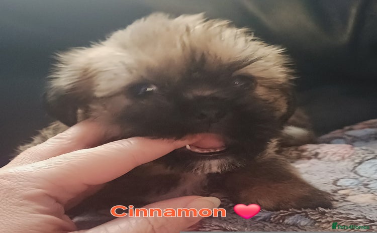 Shih Tzu dogs - Advert 7