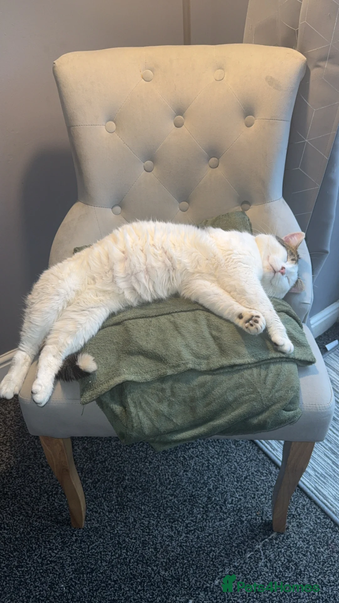 Mixed Breed cats for sale: Male cat in Harrogate - Advert 2