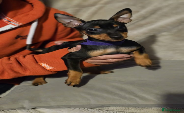 Miniature Pinscher dogs in Liverpool - Advert 3