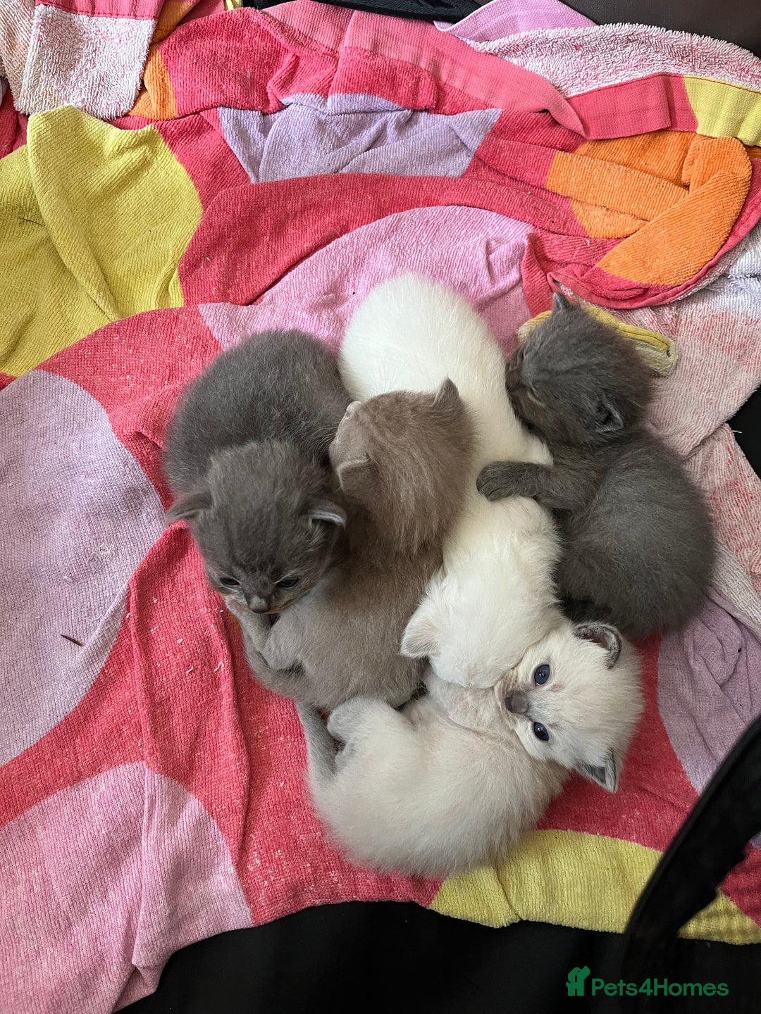 Mixed Breed cats for sale: Beautiful Ragdoll x BSH kittens for sale! - Image 25