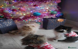 Persian cats for sale: Full Pedigree GCCF black Smoke Persian 18 months - Image 4