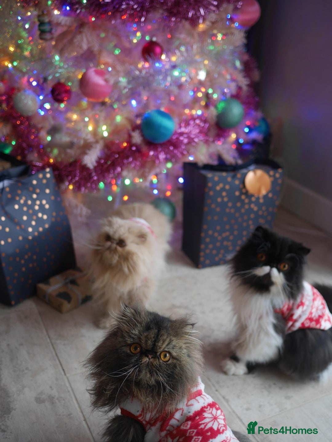 Persian cats for sale: Full Pedigree GCCF black Smoke Persian 18 months - Image 4