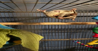Sugar Glider rodents sugar gliders (breeding pair) - Advert 16