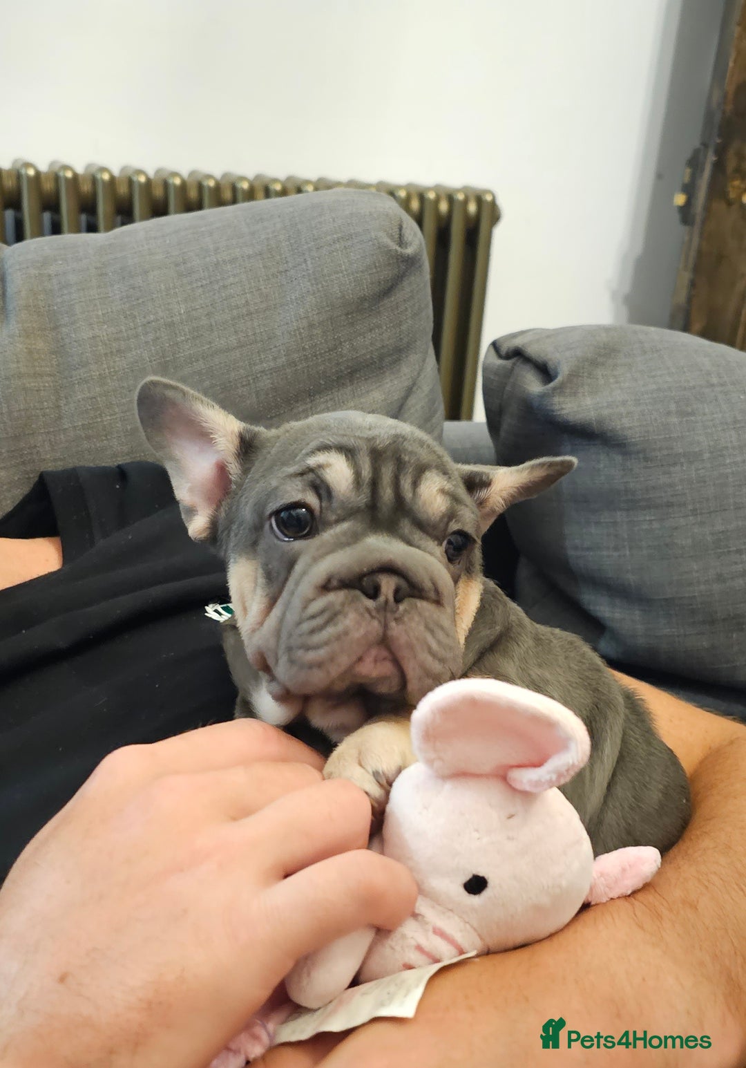 French Bulldog dogs for sale: BEAUTIFUL BIG  **  VELVET GIRL 🥰 - Advert 14