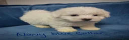 Bichon Frise dogs for sale: 6 Beautiful bichon frise puppies 🐶  in Doncaster - Advert 24