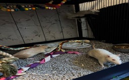 Rat rodents for sale: Beautiful rats and cage for sale  - Image 9