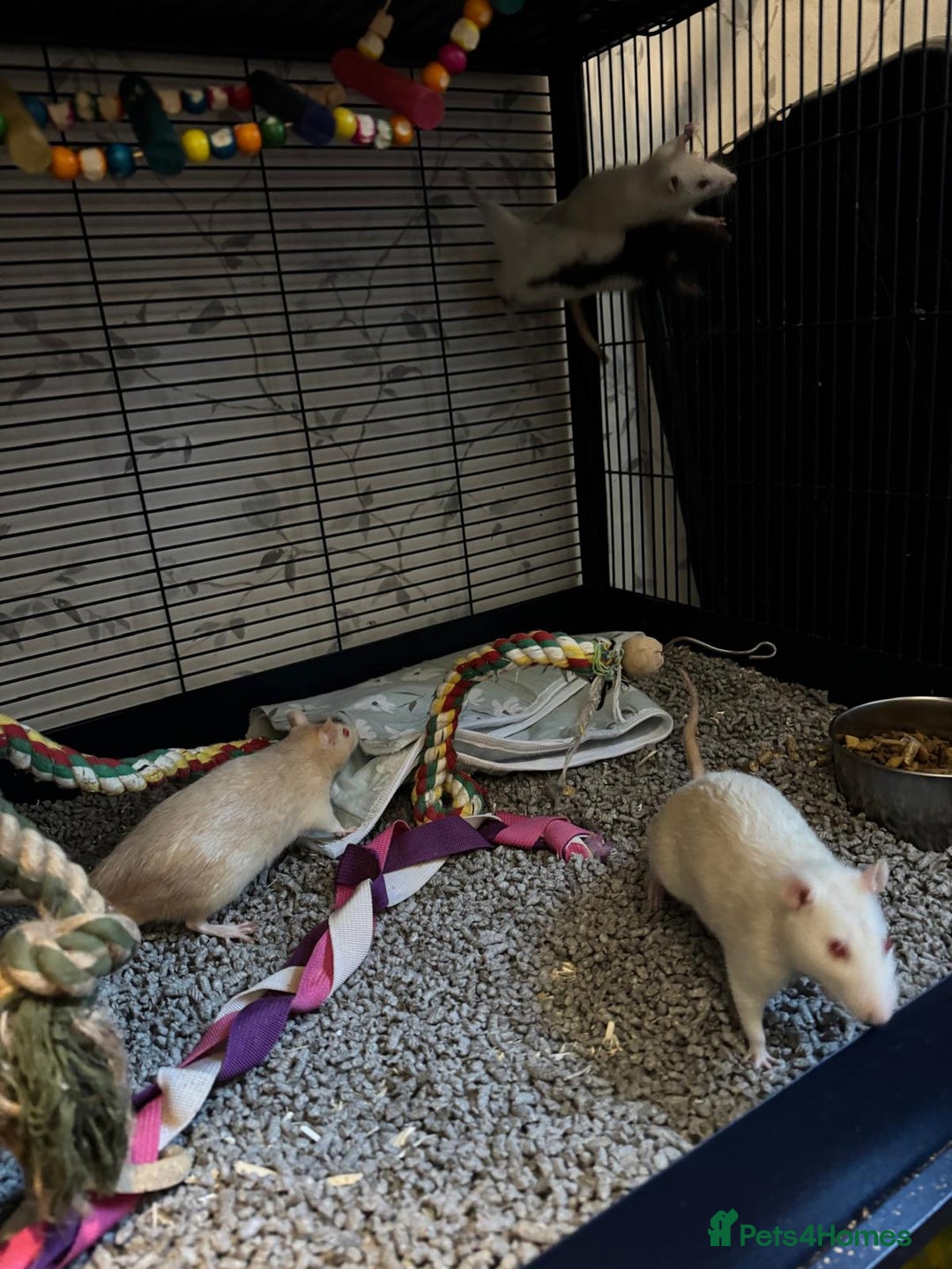 Rat rodents for sale: Beautiful rats and cage for sale  - Image 9