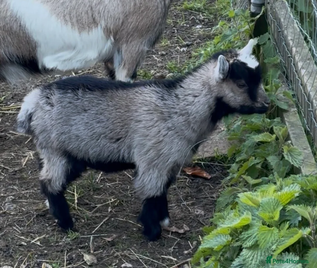 Goats livestock for sale: GEOFFREY!  BEAUTIFUL BABY BOY READY TO GO NOW  - Advert 2