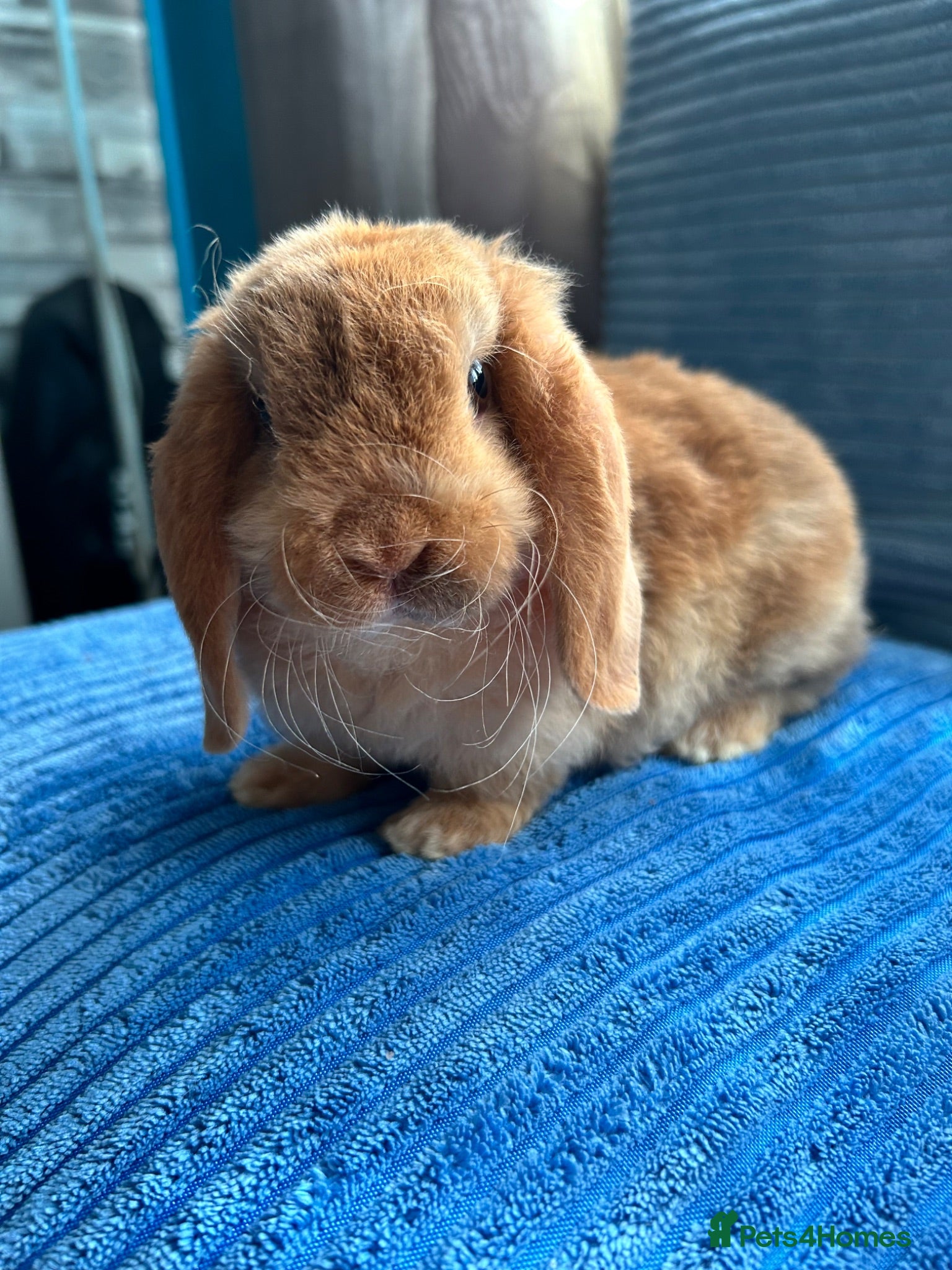 Mini Lop rabbits 🦋Pure Breed Mini plush lop 🦋 - Advert 1