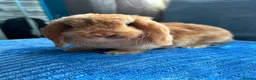 Mini Lop rabbits for sale: 🦋Pure Breed Mini plush lop 🦋 in Halstead - Advert 15