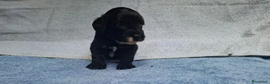 Cavapoo 5