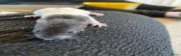Rat rodents for sale: Baby dumbo rats ready end of July   - Advert 7