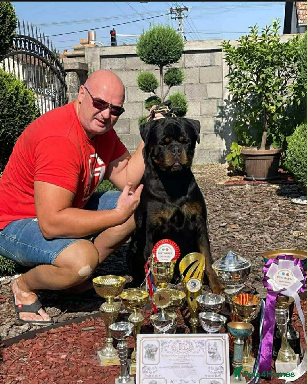 Rottweiler dogs for sale: Top quality kc pups for sale timitor X edelstein - Advert 28