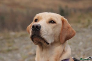 Labrador Retriever dogs - Advert 1