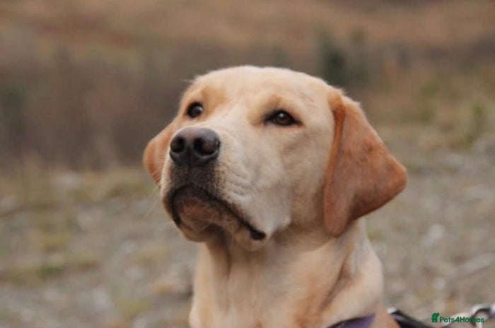 Labrador Retriever dogs - Advert 2