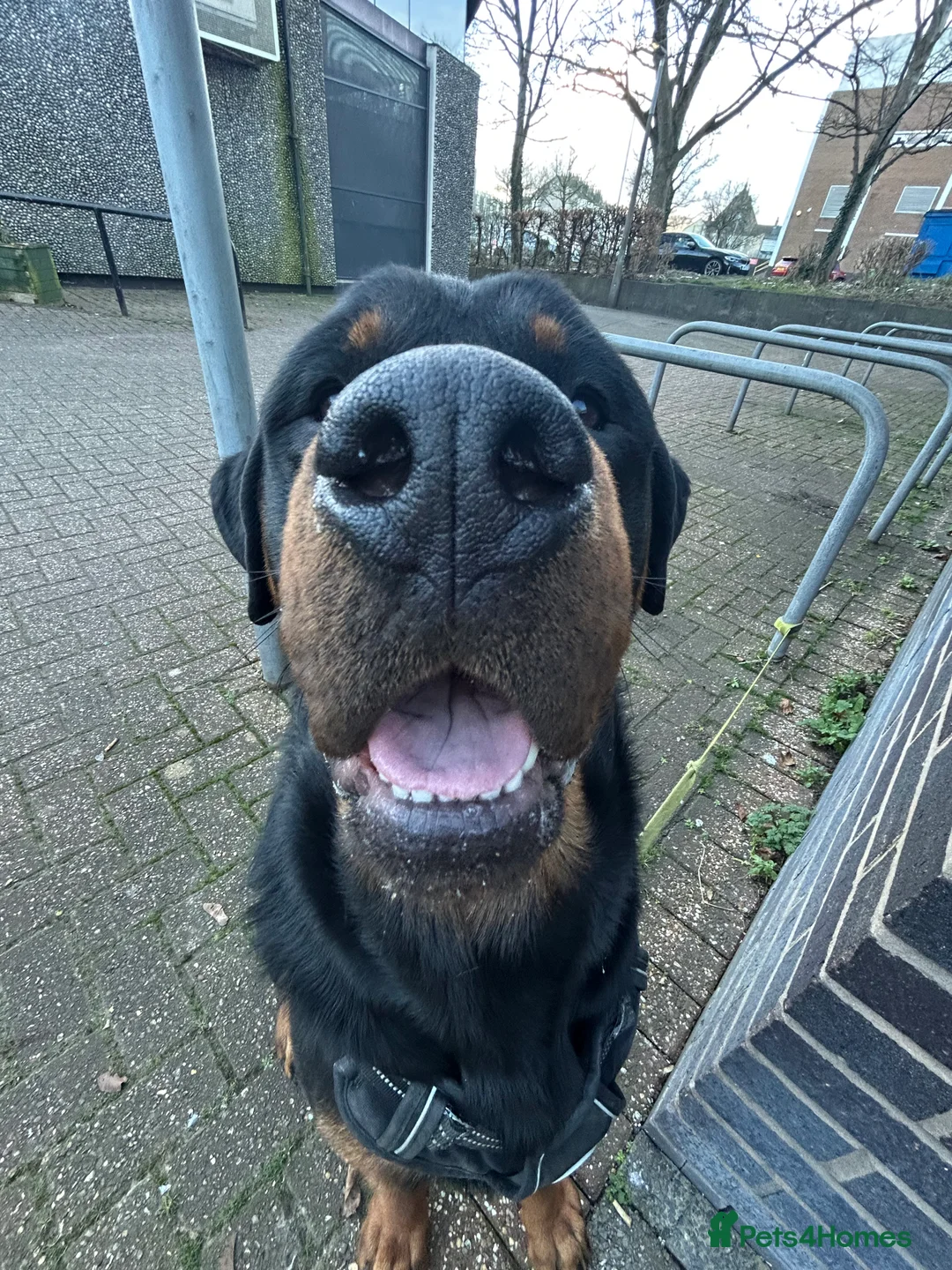 Rottweiler dogs for adoption: Kakarot - Advert 3