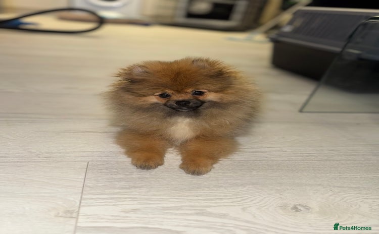 Pomeranian dogs - Advert 1