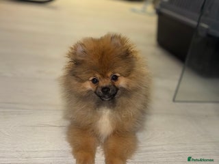 Pomeranian dogs - Advert 19