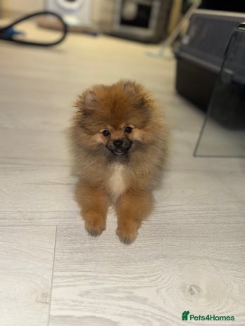 Pomeranian dogs - Advert 14