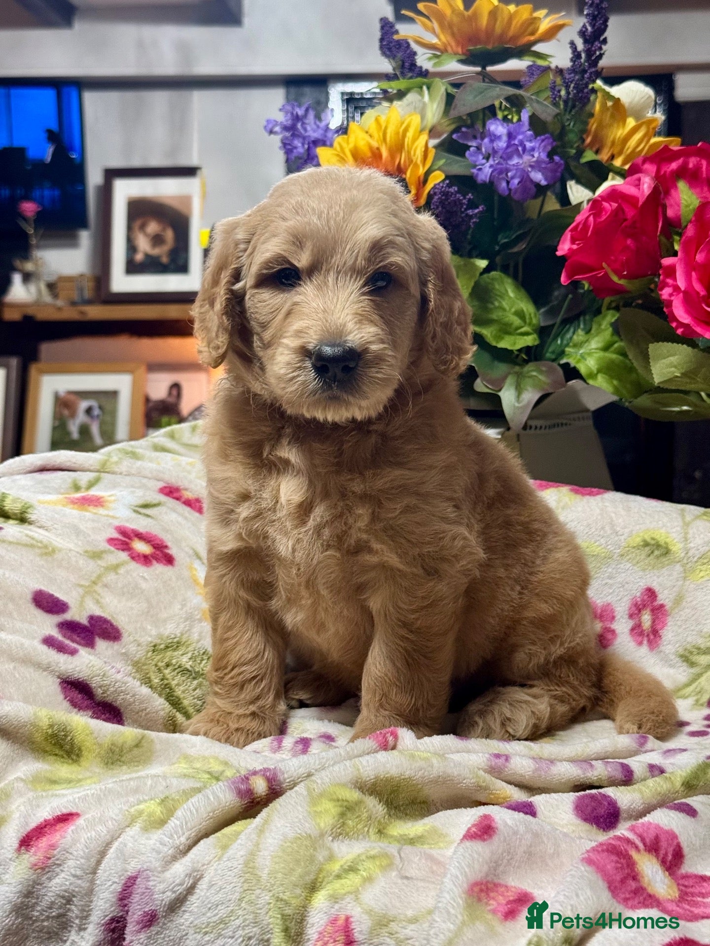 Mini Goldendoodle dogs F1 mini Goldendoodle puppies looking for homes  - Advert 1