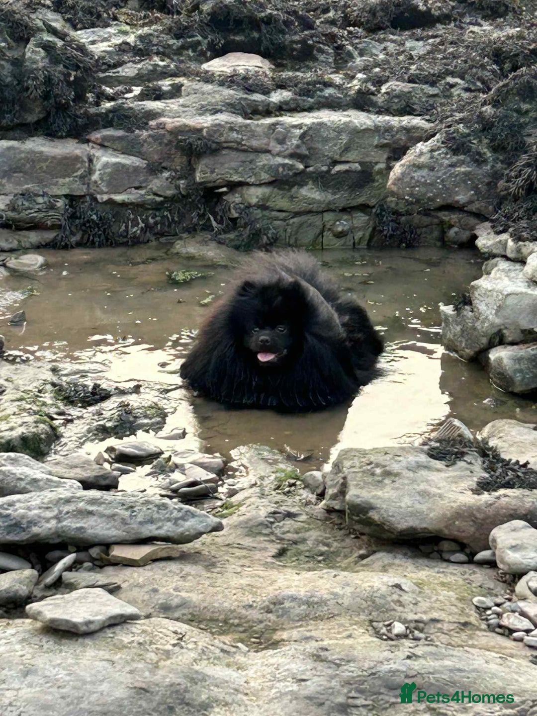 Pomeranian dogs for sale: Pure Fluffy Pomeranians - Image 10