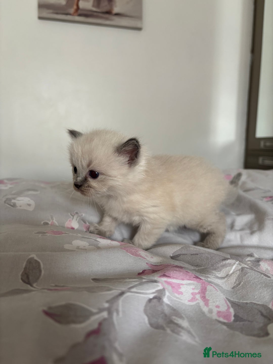 Ragdoll cats for sale: Purebred bluepoint ragdolls - Image 18