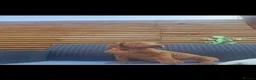 Rhodesian Ridgeback dogs for sale: Beautiful Rhodesian Ridgeback Puppies  - Advert 11