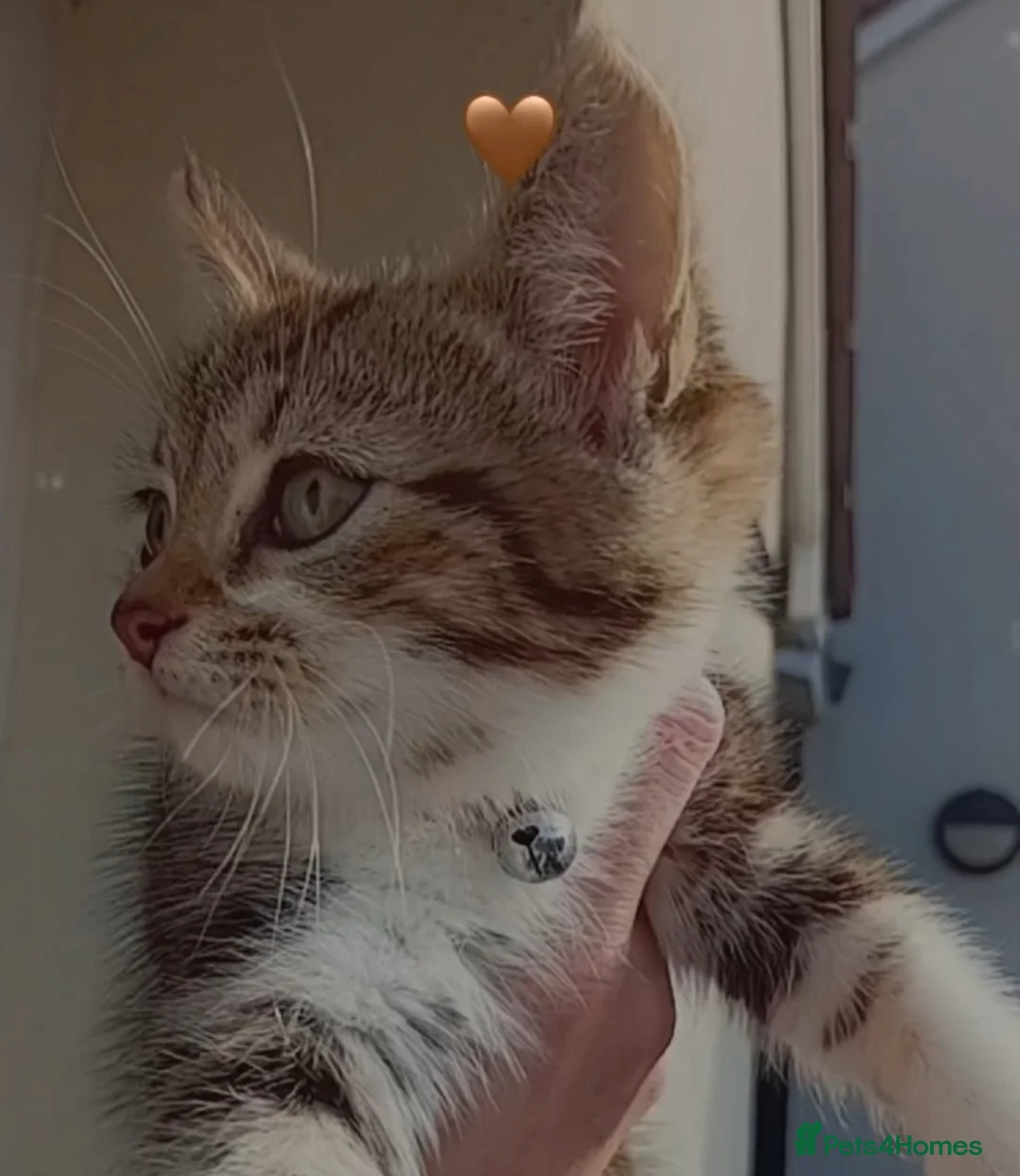 Domestic Shorthair cats for sale: Domestic shorthaired kitten - Advert 3