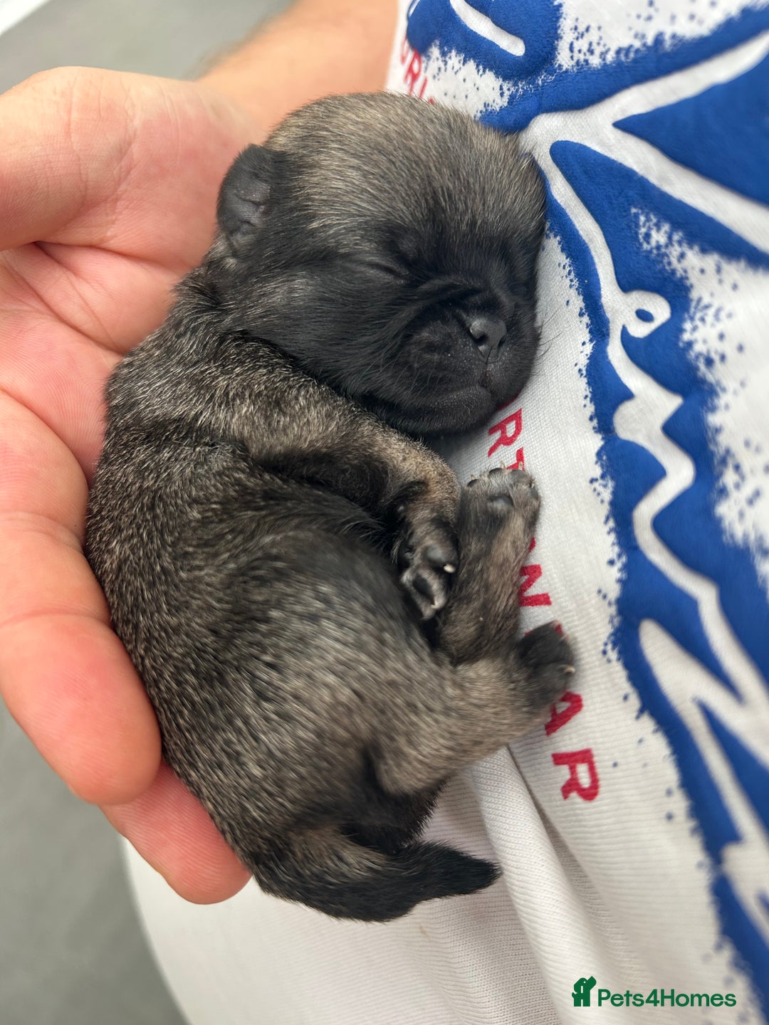 Pug dogs for sale: Beautiful Pug puppies - Image 2