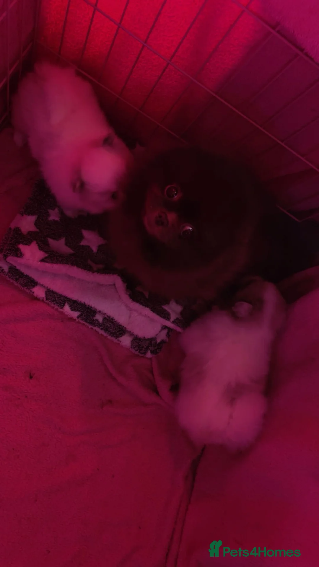 Pomeranian dogs for sale: beautiful blue eyed Pomeranians cream boys  - Advert 2