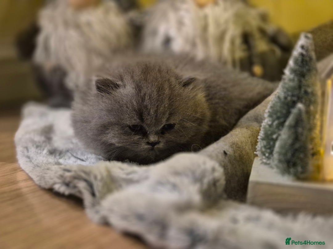 British Longhair cats for sale: British Longhair Female  - Image 4