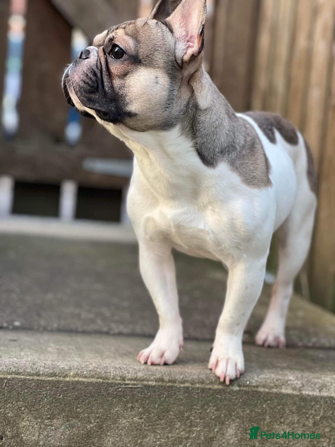 French Bulldog dogs for stud: Hugo available for stud🐾 in Stanley - Advert 4