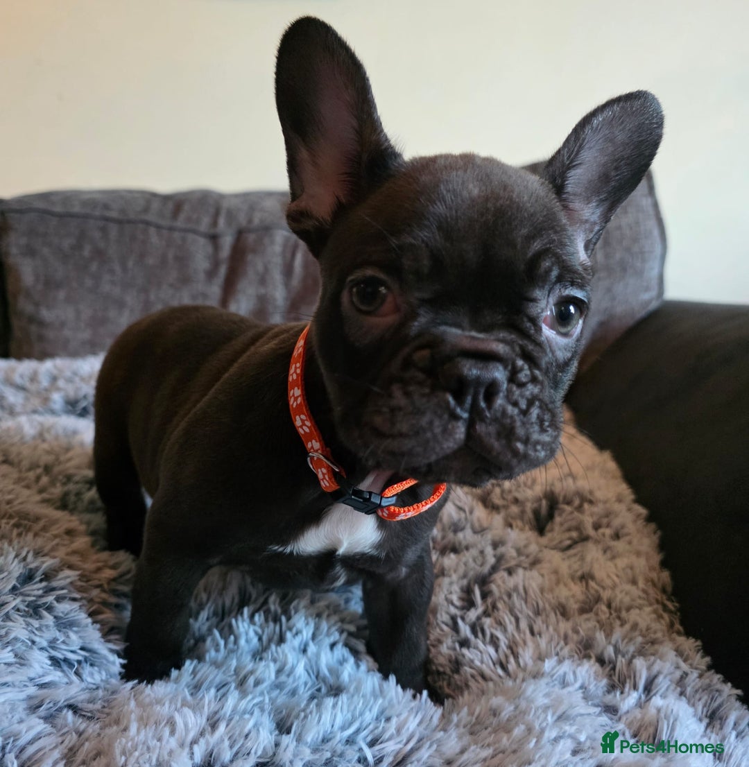French Bulldog dogs for sale: 5 Beautiful French bulldogs - Image 10