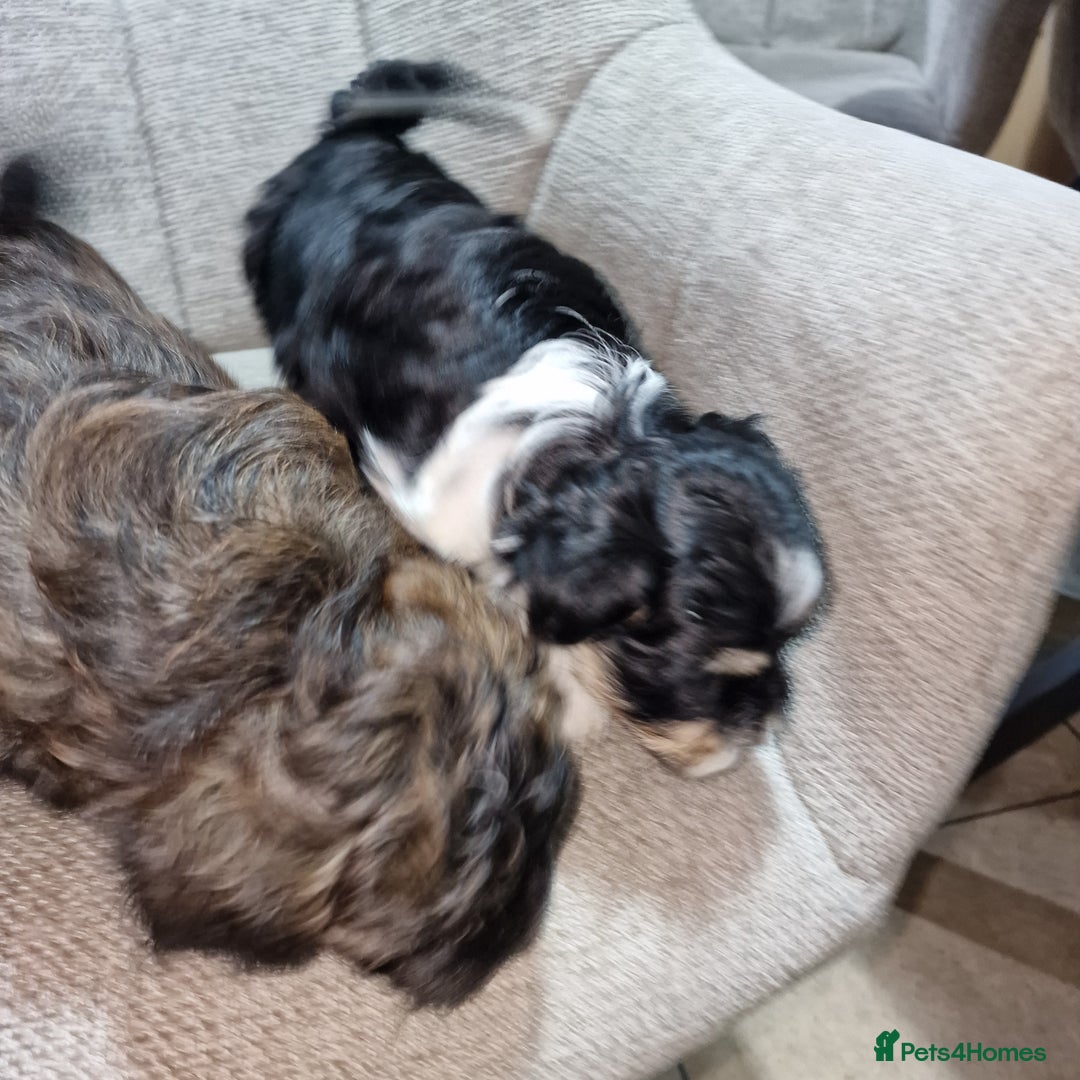 Havanese dogs for sale: Adorable Havanese  - Advert 4