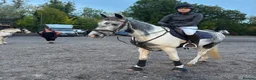 Irish Sports horses for sale: 🥤 Pepsi 🥤 - Advert 3