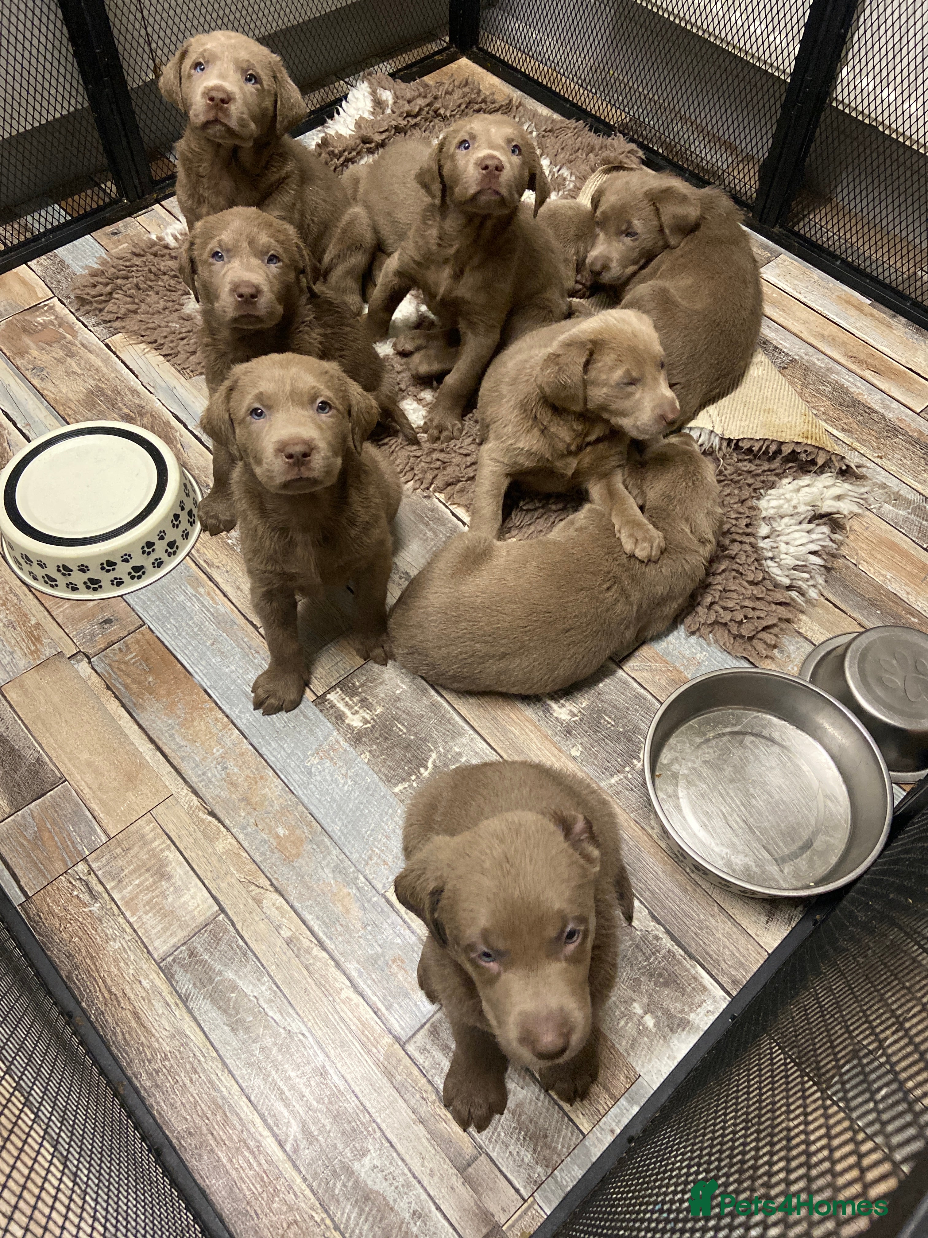 Labrador Retriever dogs Silver Labradors retrievers  - Advert 18