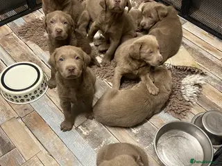 Labrador Retriever dogs Silver Labradors retrievers - Advert 18