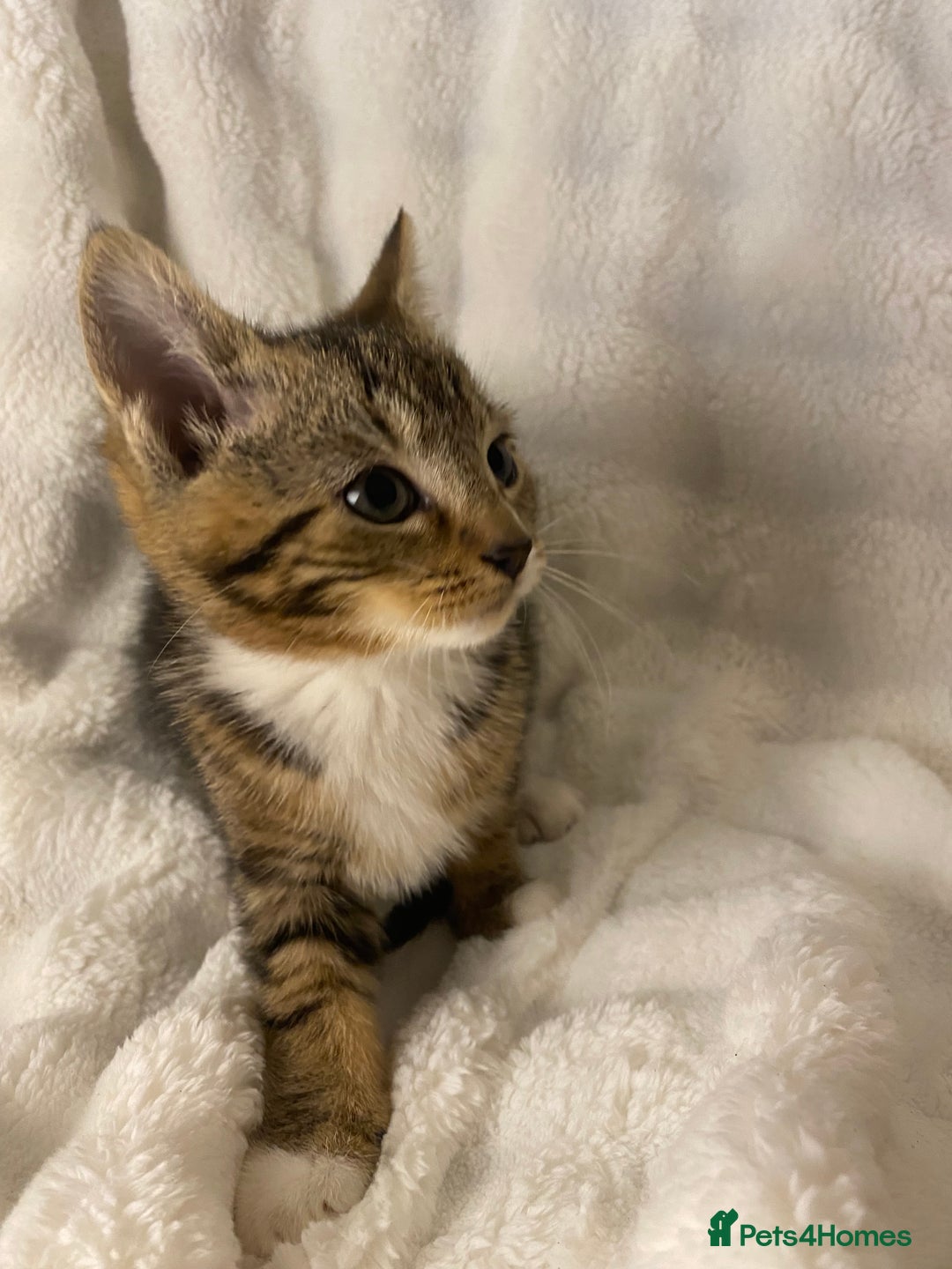Domestic Shorthair cats for sale: Female Kitten Awaiting Its Forever Home🏡 - Advert 3