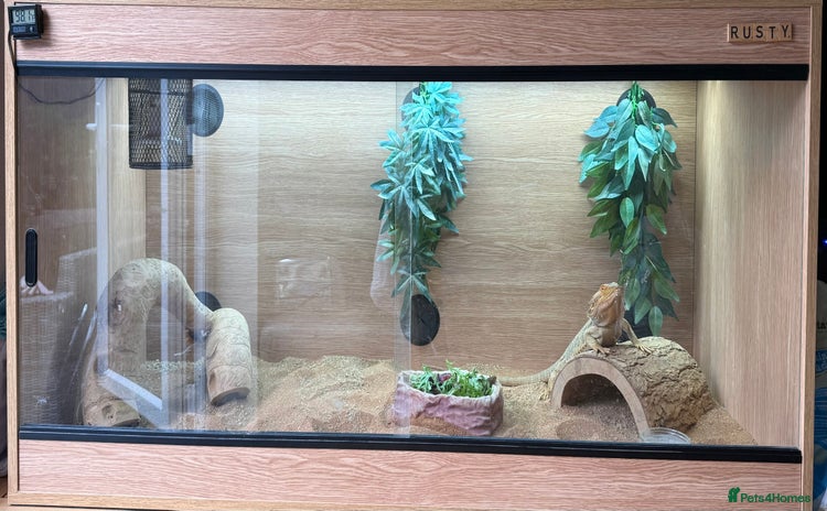 Bearded Dragon reptiles - Advert 6