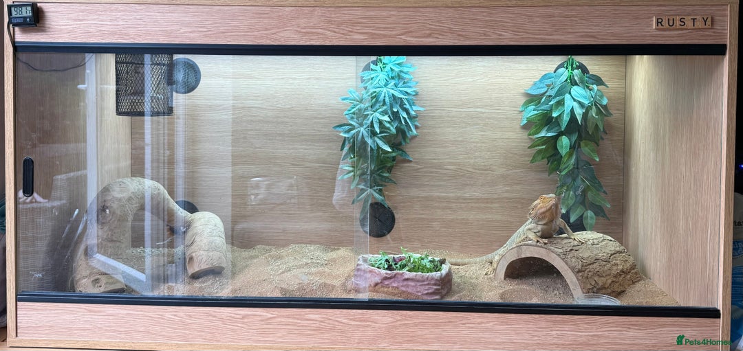 Bearded Dragon reptiles for sale: Adult Male Bearded Dragon & Setup - Image 1
