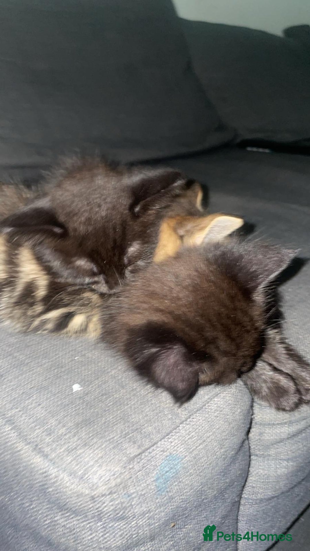 British Shorthair cats for sale: kittens  - Image 4