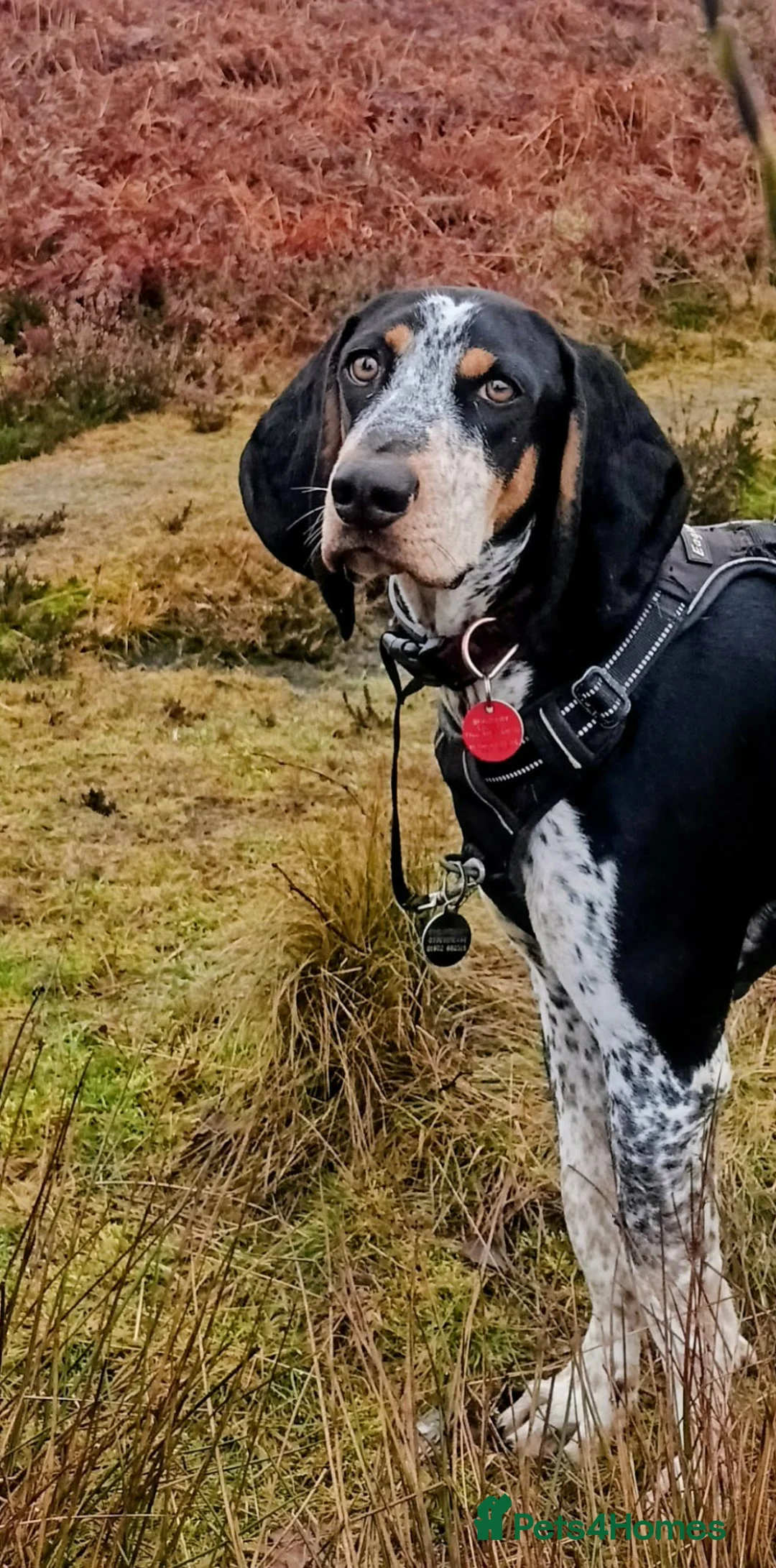 Mixed Breed dogs for adoption: Rocky Bluetick Coonhound  - Advert 7