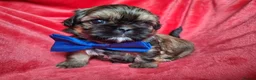 Shih Tzu dogs for sale: Beautiful Imperial Shih Tzus  - Advert 12